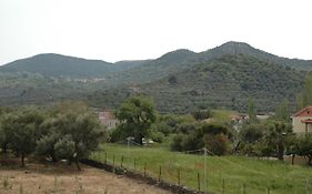 Elenis Olive Green Studio
